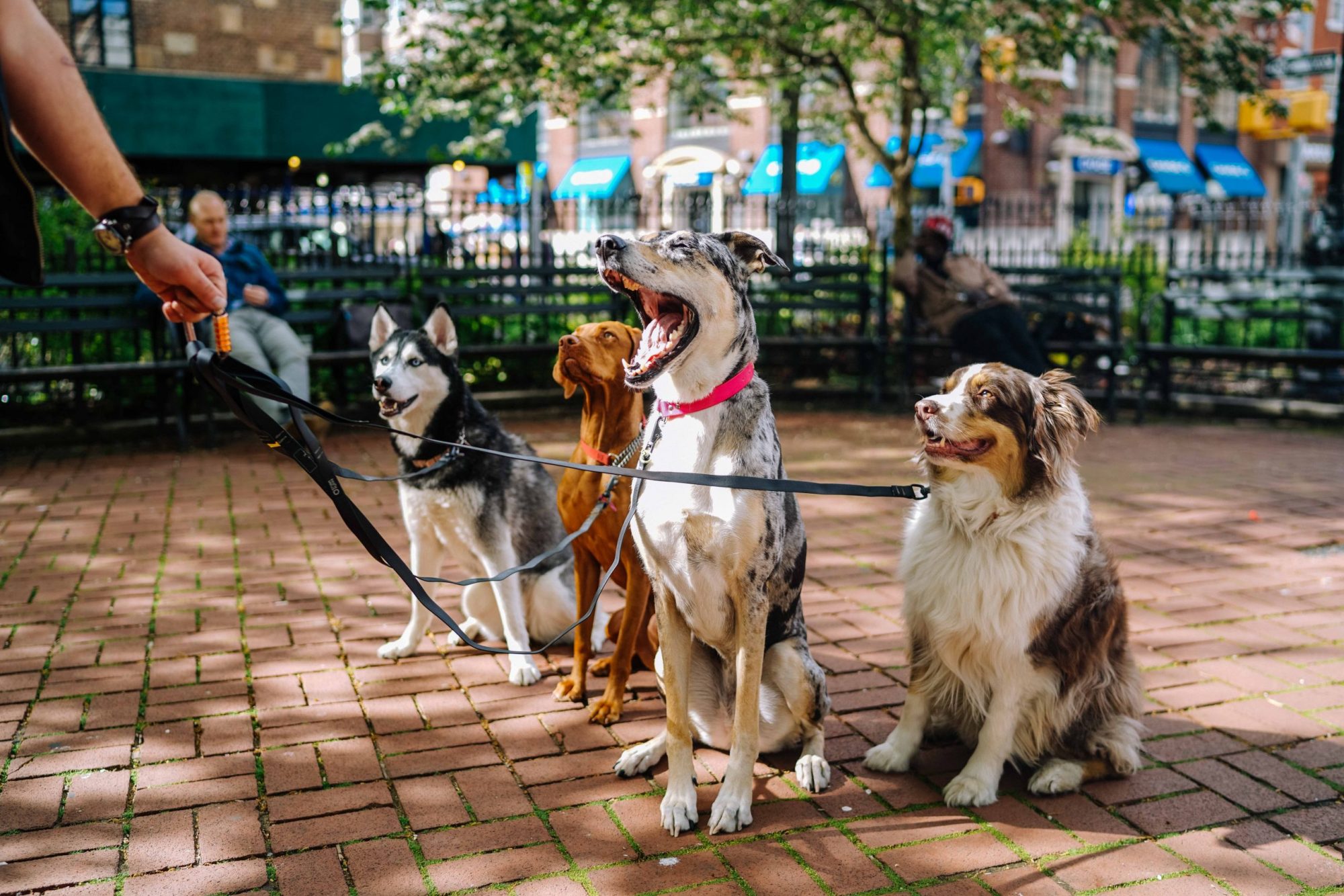 Canine Companions